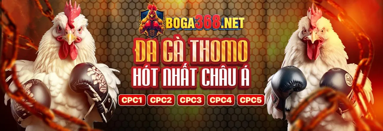 Đá Gà Cựa Dao Hấp Dẫn Tại Sodo777